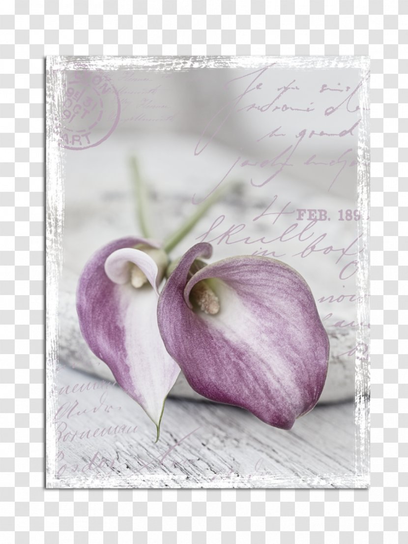 Leinwandbild Blume 7 Castleton Home Still Life Photography - Purple Transparent PNG