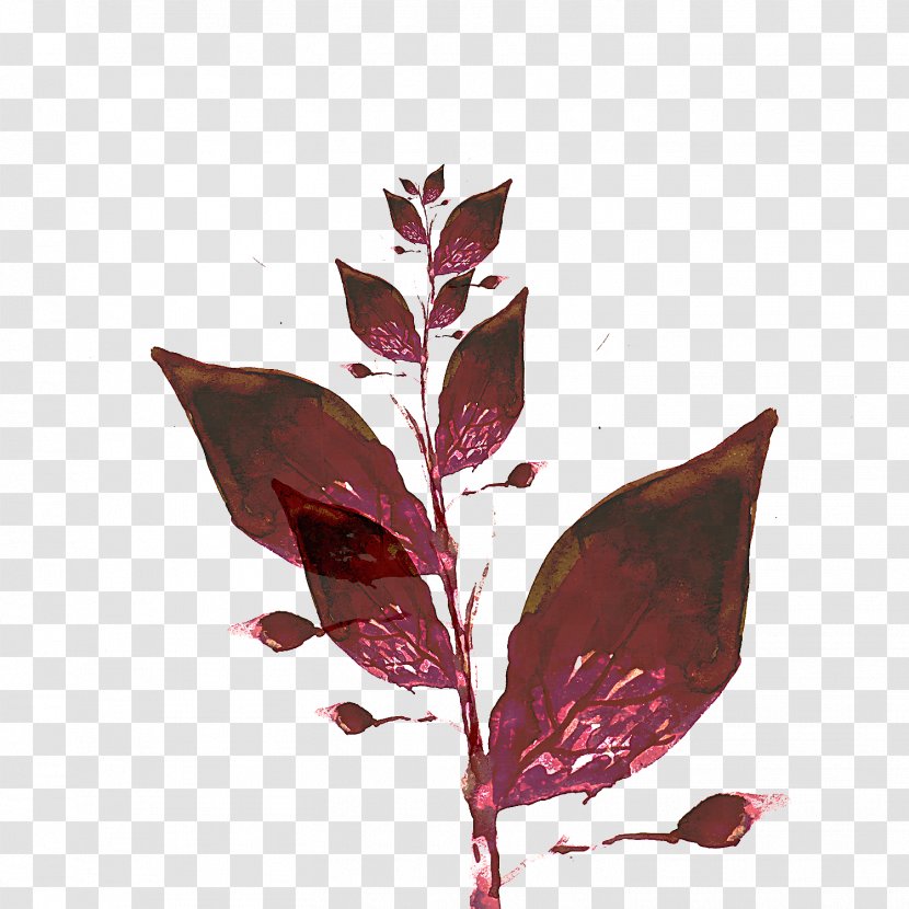 Leaf Flower Plant Branch Flowering - Twig Tree Transparent PNG