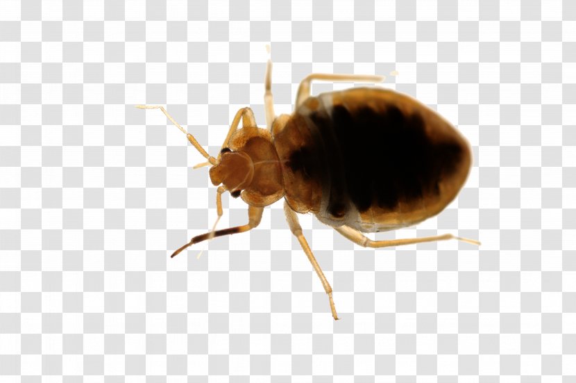 Rat Bed Bug Pest Control Punaise Des Lits - Arthropod Transparent PNG