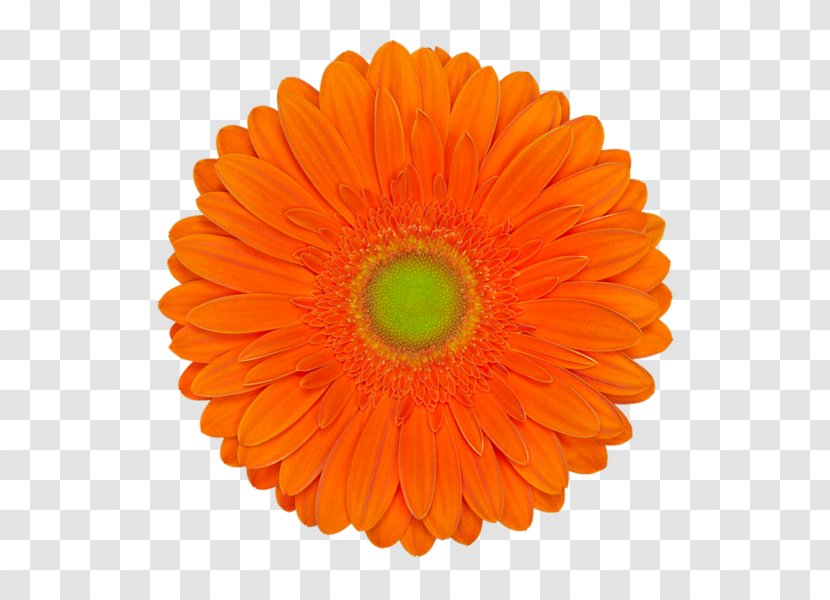 Cut Flowers Transvaal Daisy Orange Green - Flower Transparent PNG