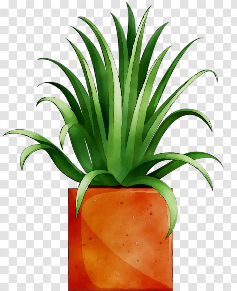 Pineapple - Ananas - Perennial Plant Transparent PNG