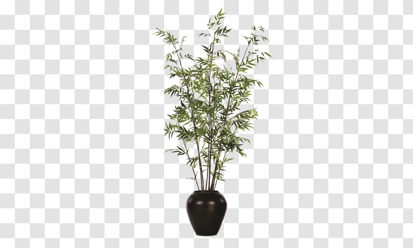 Flowerpot Bamboo Houseplant Weeping Fig - Black Pot Potted Species Transparent PNG
