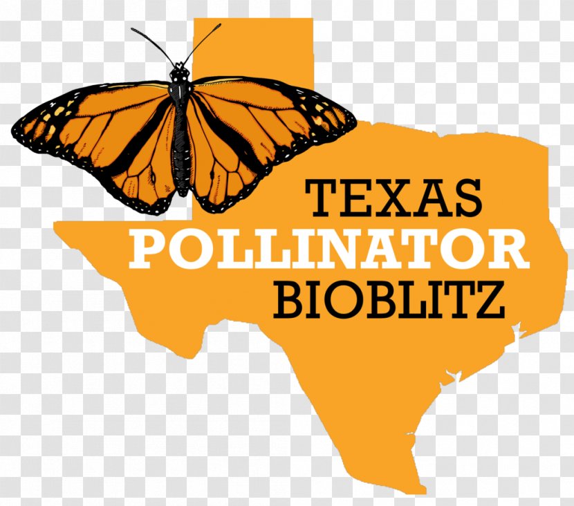 Monarch Butterfly Texas 2018 Prairie Restoration Roundup BioBlitz - Yellow - Common Application Transparent PNG