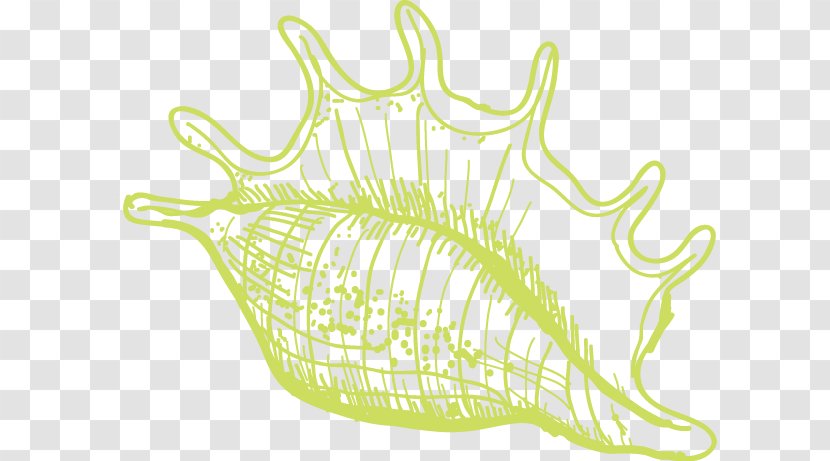 Euclidean Vector Algae Sea Snail Illustration - Flower - Conch Transparent PNG