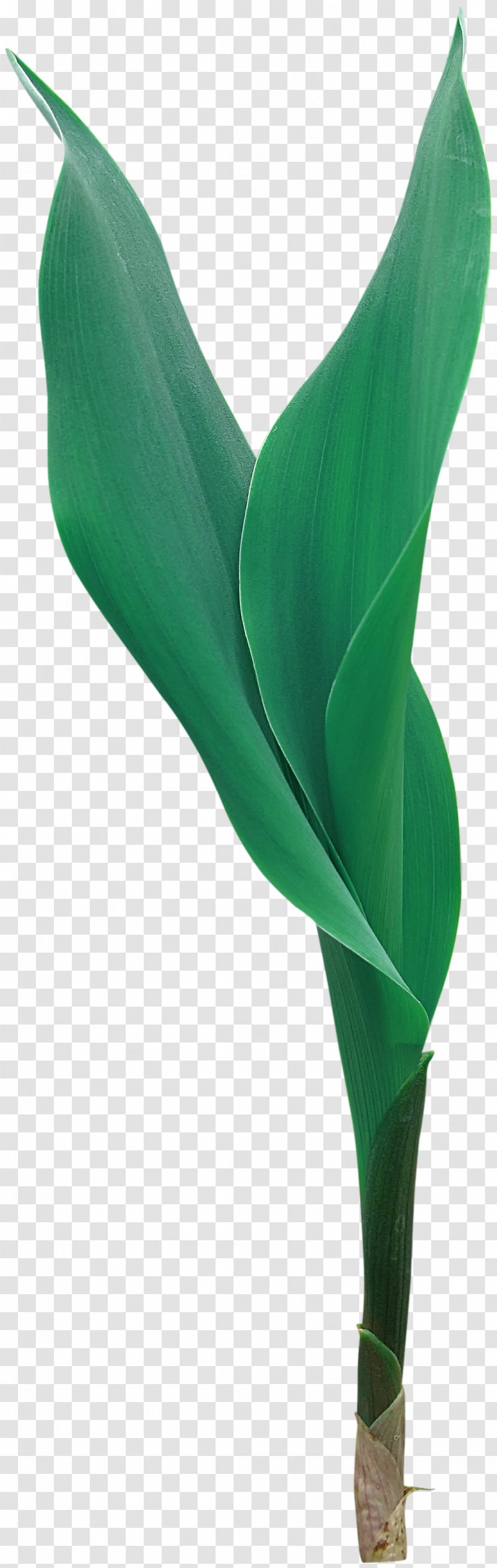 Arum Lilies Flowering Plant Leaf - Green Leaves Transparent PNG