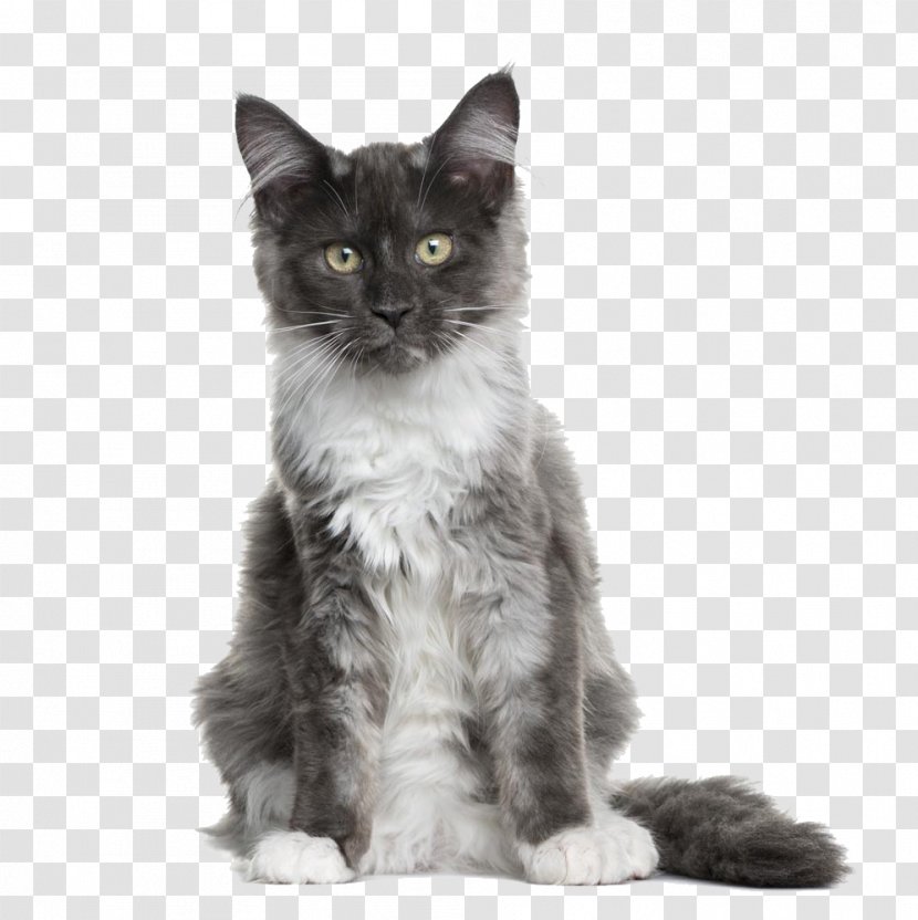 Maine Coon Asian Semi-longhair American Wirehair Scottish Fold Kitten - Devon Rex - Bearded Cat Ear Legislation Transparent PNG