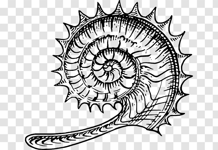 Ammonites Fossil Clip Art - Trilobite - Symbol Transparent PNG