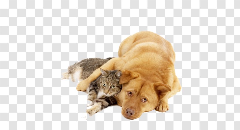 Cat Dog Veterinarian Animal Shelter Desktop Wallpaper - Whiskers Transparent PNG