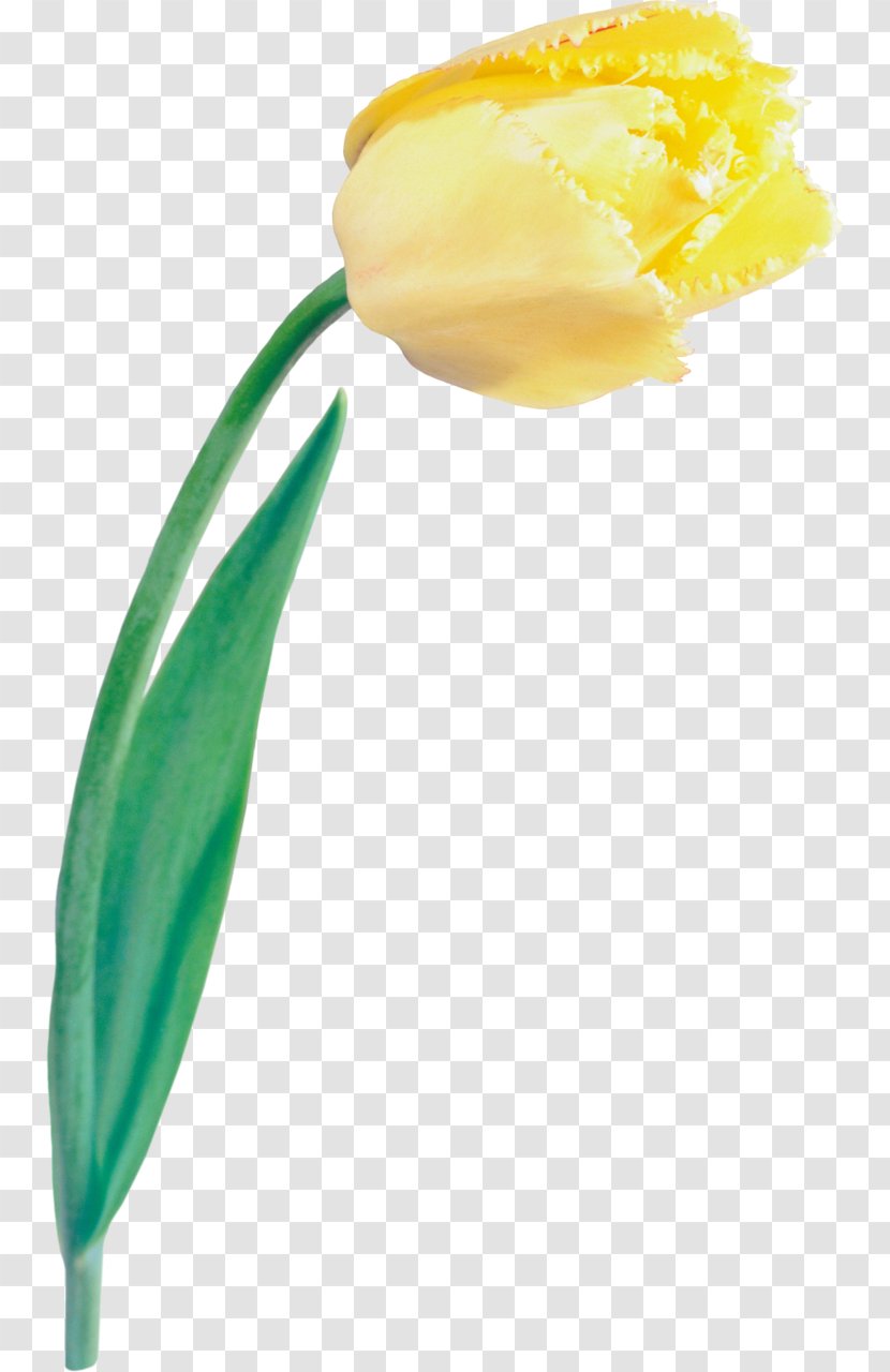 Tulip Cut Flowers Plant Stem Liliaceae Transparent PNG