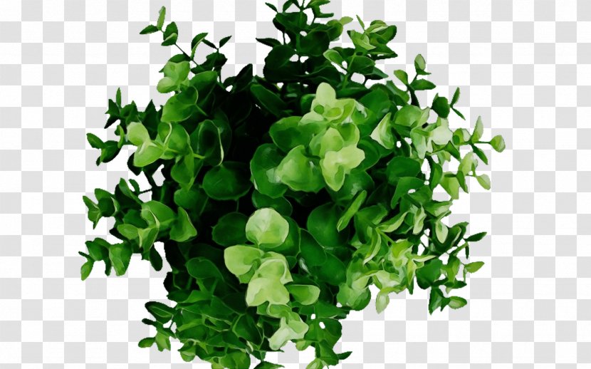 Green Leaf Watercolor - Annual Plant - Ivy Transparent PNG