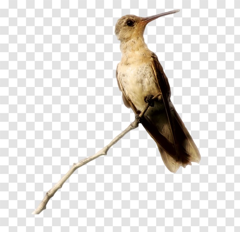 Hummingbird M Centerblog Art Feather - Bird Transparent PNG