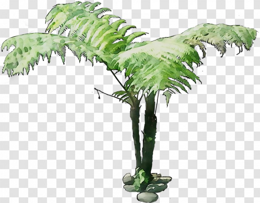 Coconut Flowerpot Palm Trees Houseplant Plant Stem - Plants Transparent PNG