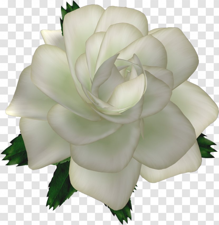 Cut Flowers Ping Garden Roses - Flower Bouquet - Pearls Transparent PNG