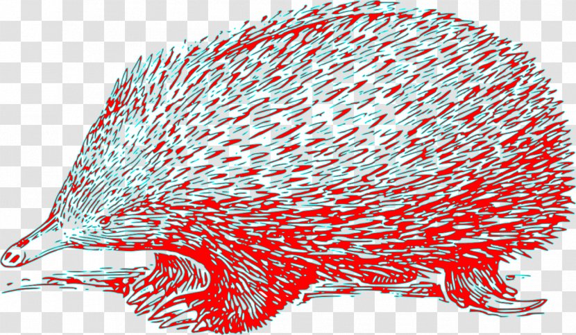 Anteater Platypus Vertebrate Short-beaked Echidna Clip Art - Mammal - Hedgehog Transparent PNG