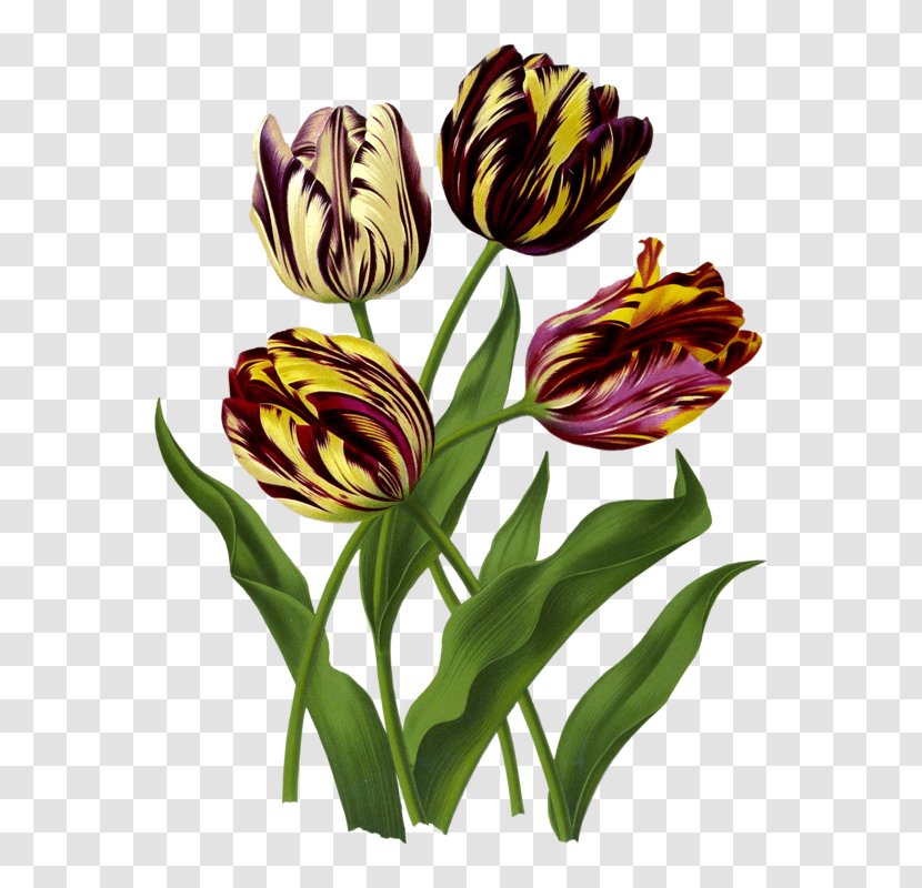 Flower Botany Clip Art - Lily Family Transparent PNG