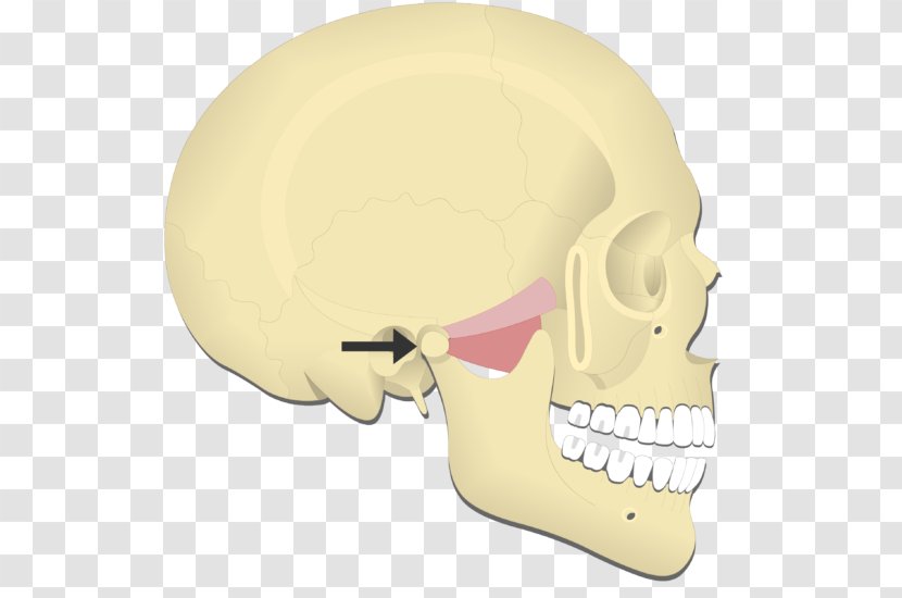 Mandible Medial Pterygoid Muscle Lateral Protraction Joint - Temporomandibular Dysfunction - Nose Transparent PNG
