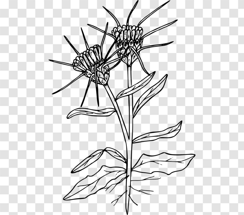 Clip Art Drawing Image Yellow Star-thistle - Monochrome - Bighead Knapweed Perennial Transparent PNG
