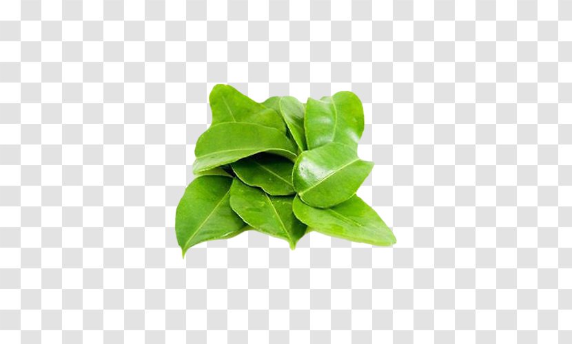 Thai Cuisine Kaffir Lime Key Cymbopogon Citratus Leaf - Rutaceae Transparent PNG