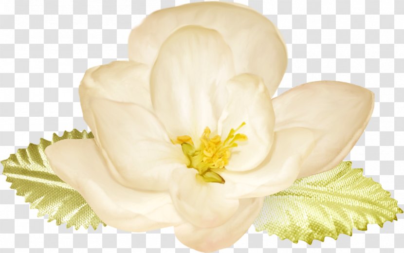 Petal Flower Photography Clip Art - Creativity Transparent PNG