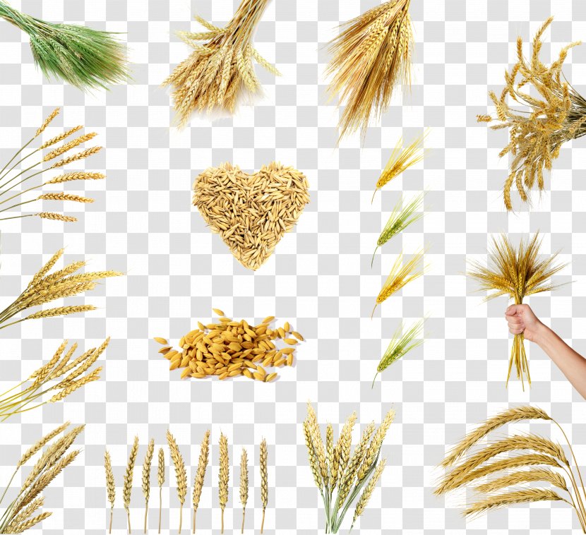 Rice Wheat Grain Cereal Oryza Sativa - Avena - Variety Of Options Transparent PNG