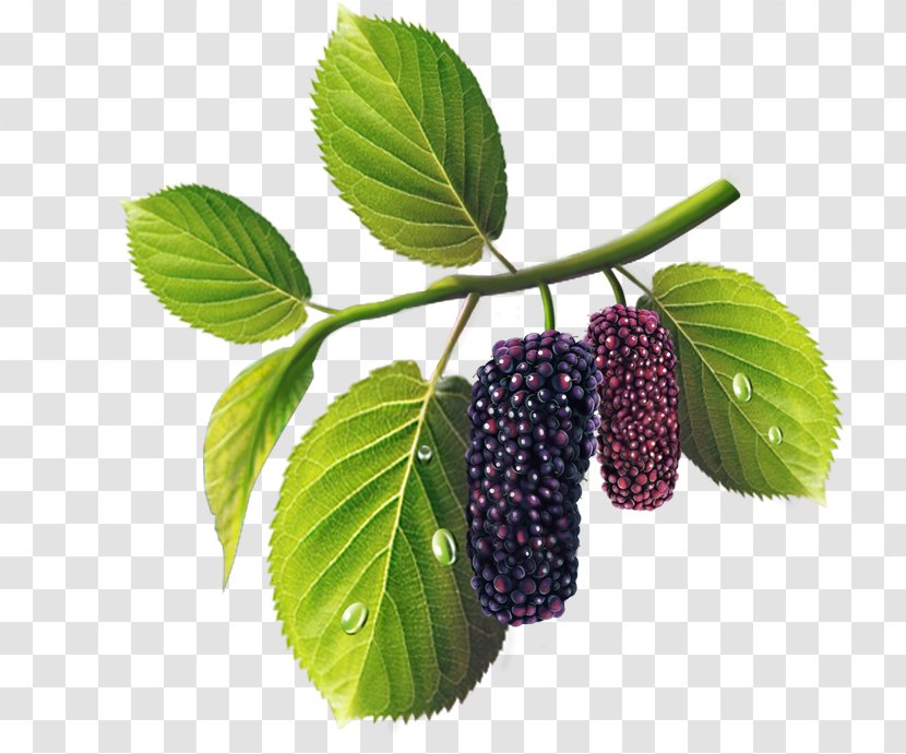 Red Mulberry Mûre Extract Auglis - Silkworm - Loganberry Transparent PNG