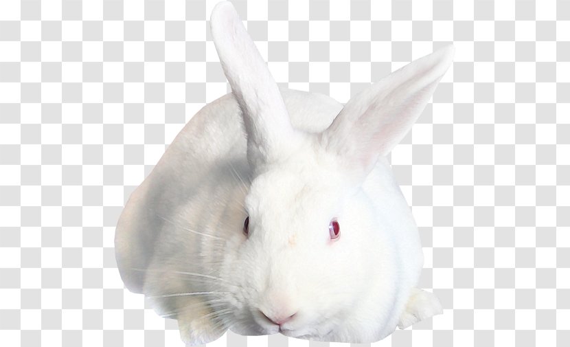 Easter Bunny Hare Domestic Rabbit - Rabits And Hares Transparent PNG