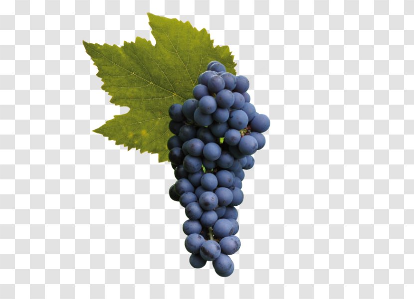Sultana Raboso Cabernet Sauvignon Wine Grape - Franc - Grapes Transparent PNG