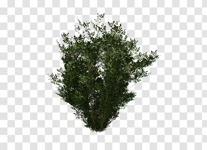 Evergreen Shrub Leaf - Tree Transparent PNG