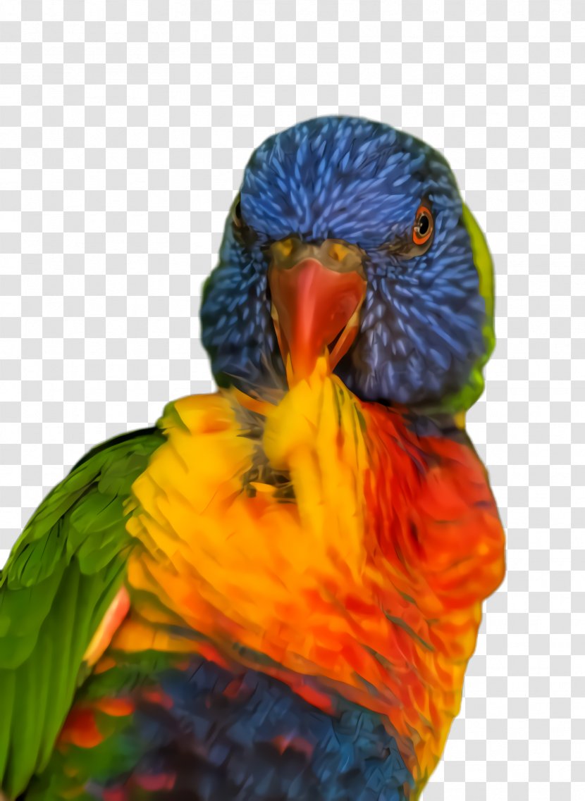Colorful Background - Macaw - Wing Parakeet Transparent PNG