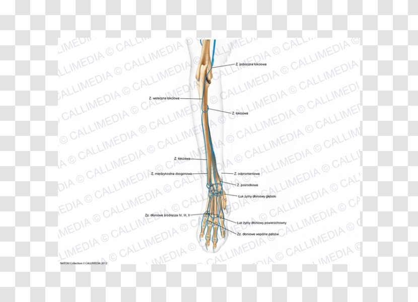 Finger Diagram Line Angle Joint - Flower Transparent PNG