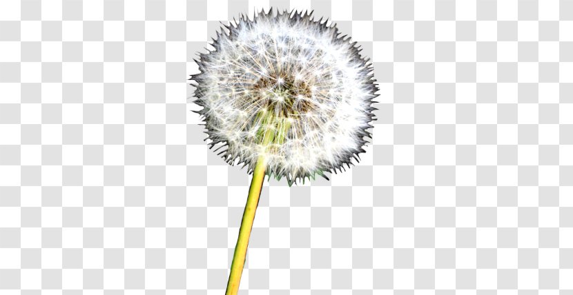 Dandelion Flower Drawing Clip Art - Yellow Transparent PNG