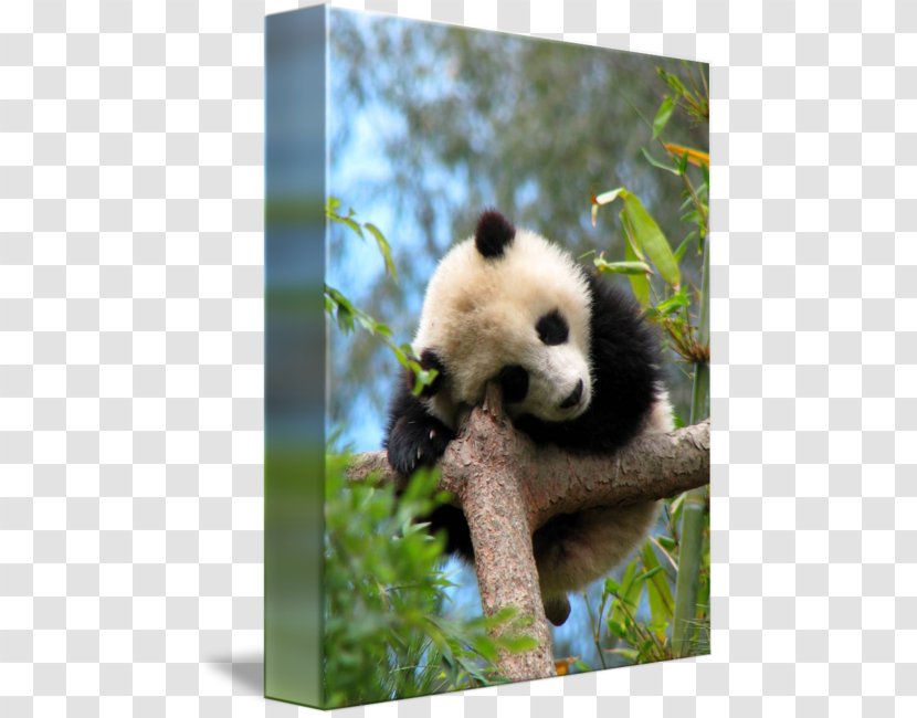Giant Panda Red Bear Zhen Тур - Fauna - SLEEP Transparent PNG
