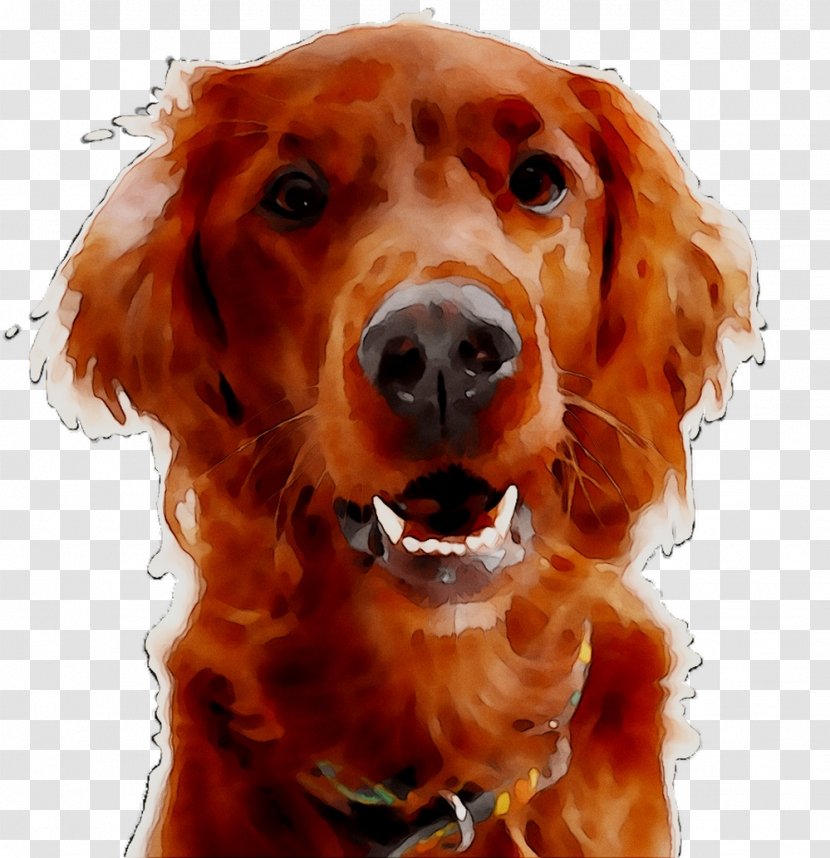 Irish Setter Golden Retriever Dog Breed Spaniel Companion Transparent PNG