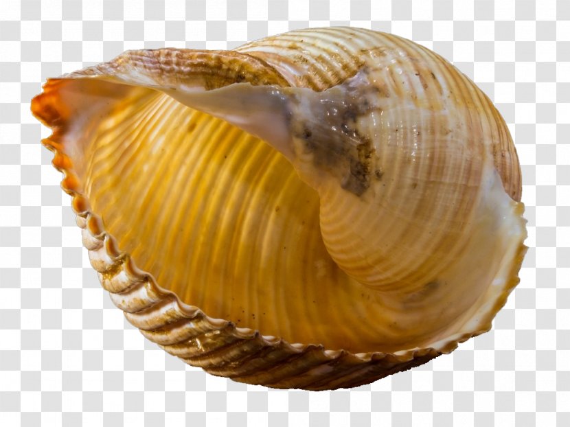 Seashell Snail Gastropod Shell Mollusc Photography - Clam - Conch Transparent PNG