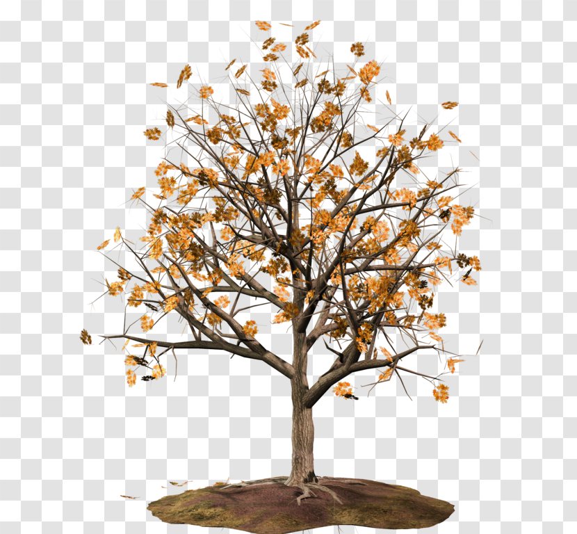 Twig Tree - Plant Transparent PNG