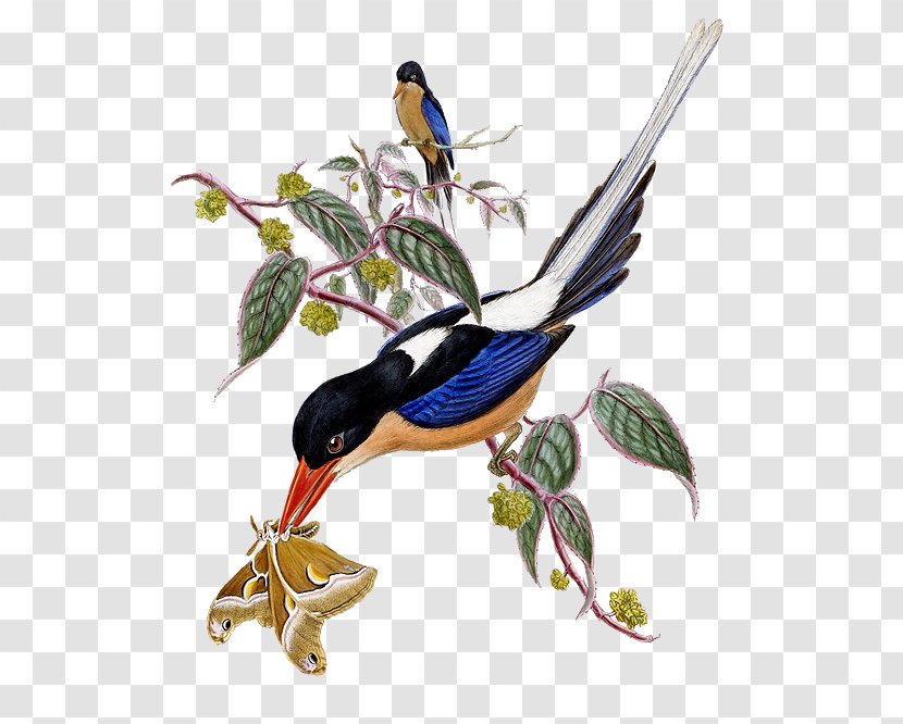 Twelve-wired Bird-of-paradise Tree Kingfisher Buff-breasted Paradise Black-capped - Birdofparadise - Bird Transparent PNG