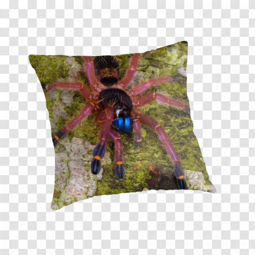 Throw Pillows Cushion Insect - Pillow Transparent PNG