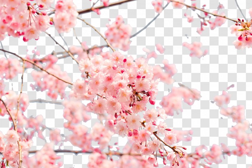 Japan Cherry Blossom 4K Resolution Wallpaper - Petal - Japanese Transparent PNG