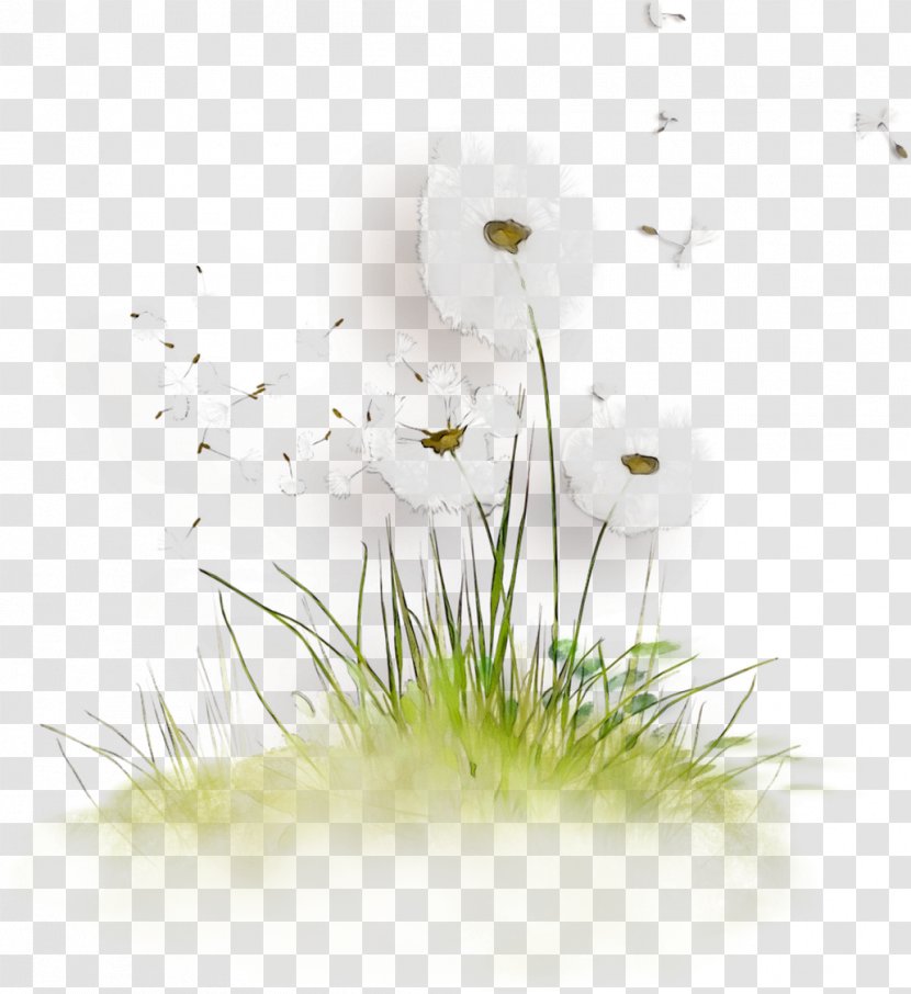 Desktop Wallpaper Computer Grasses Plant Stem Plants - Camomile Transparent PNG
