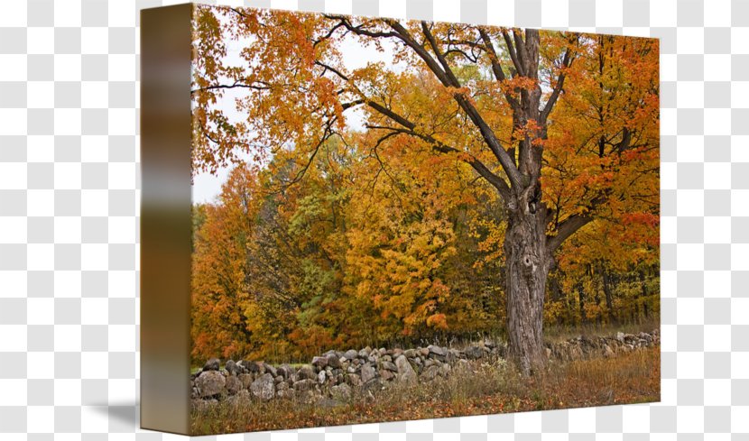 Stone Wall Temperate Broadleaf And Mixed Forest Autumn Gallery Wrap Canvas - Landscape - Fence Transparent PNG
