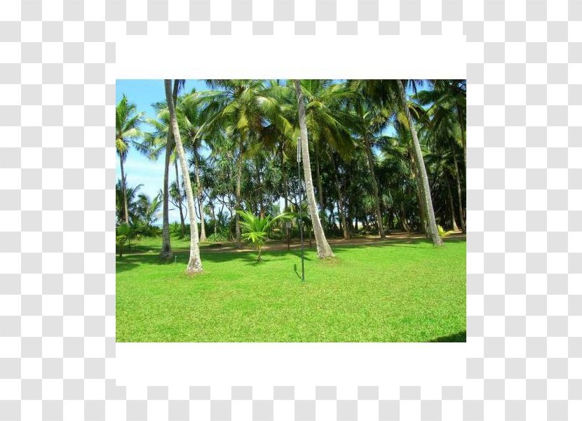 Lawn Arecaceae Vegetation Meadow Ecosystem - Landscape - Light Strands Transparent PNG