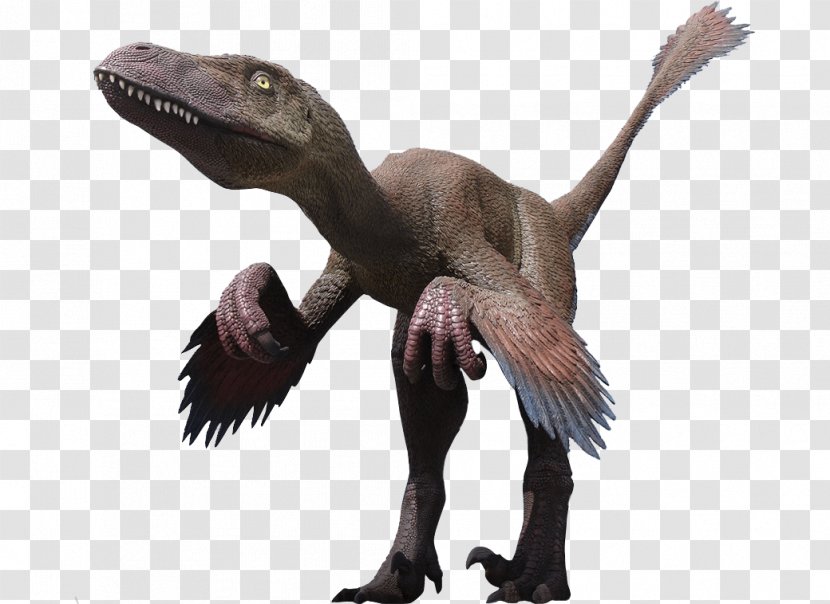 Velociraptor Deinonychus Utahraptor Tyrannosaurus Dinosaur - Claw - Playground Plan Transparent PNG