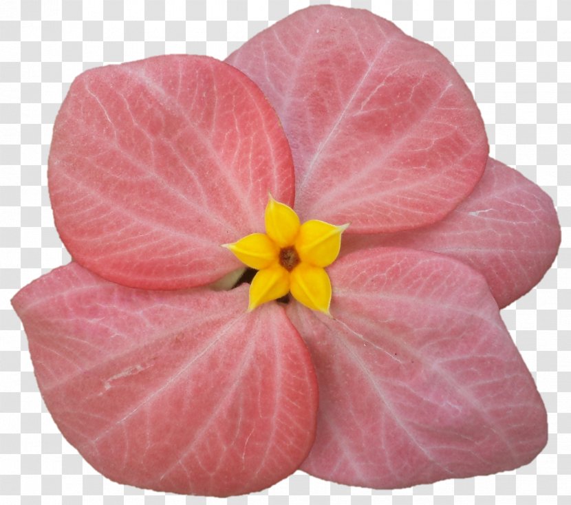 Violet Pink M Violaceae - Family Transparent PNG