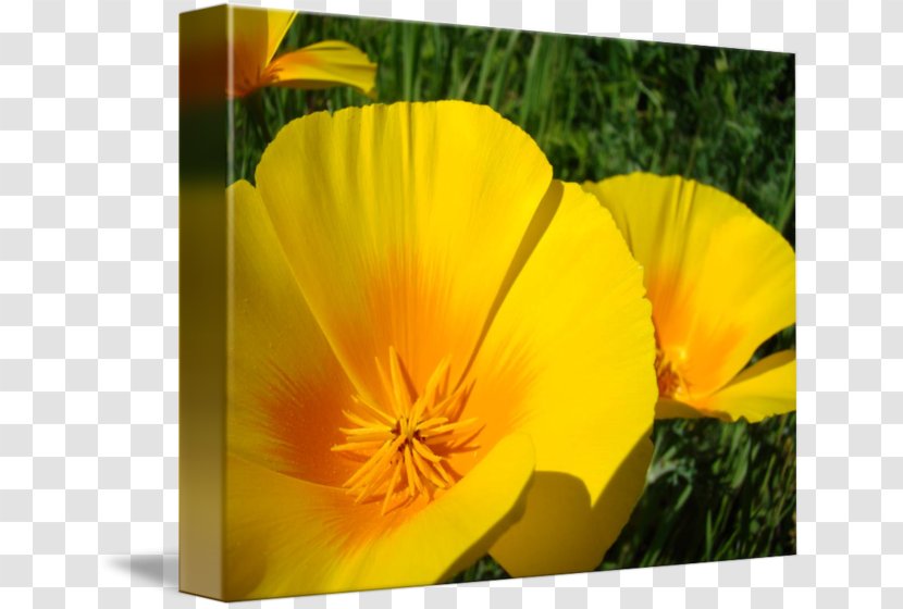 California Poppy Wildflower Flowering Plant - Sunlight Transparent PNG