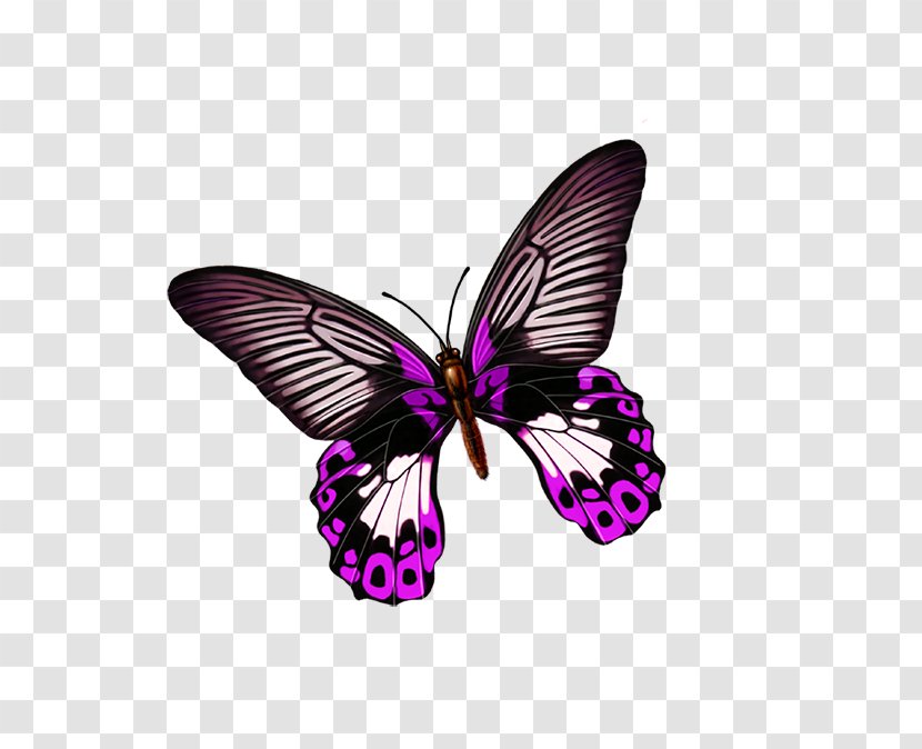 Butterfly Download - Software - Beautiful Transparent PNG