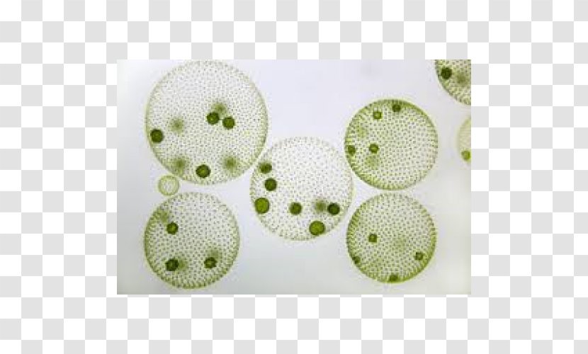 Globe Algae Microscope Green Colony - Button Transparent PNG