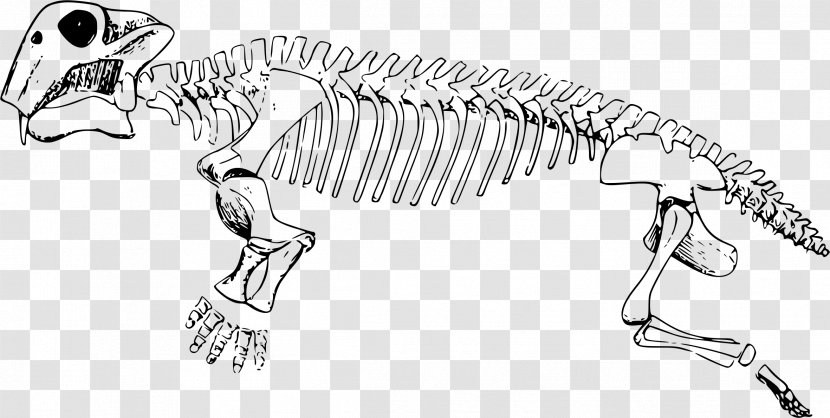 Lystrosaurus Triassic Skeleton University Of California Museum Paleontology Pangaea - Tyrannosaurus Transparent PNG
