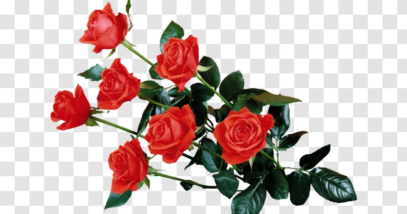 Drawing Rose Image Cut Flowers - Floral Design Transparent PNG