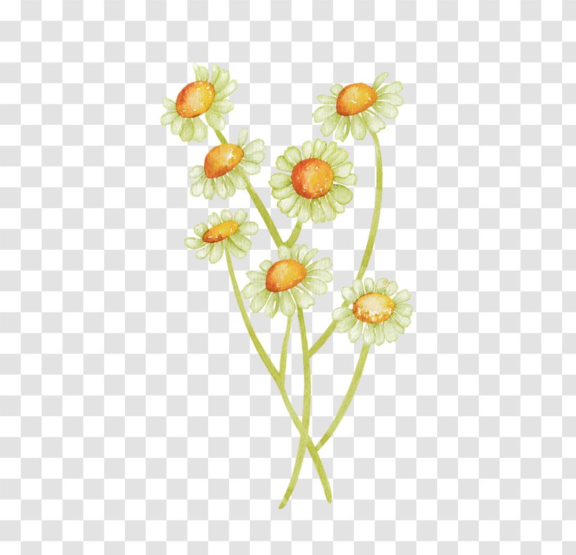 Common Daisy Sunflower Watercolor Painting - Hand-painted Transparent PNG