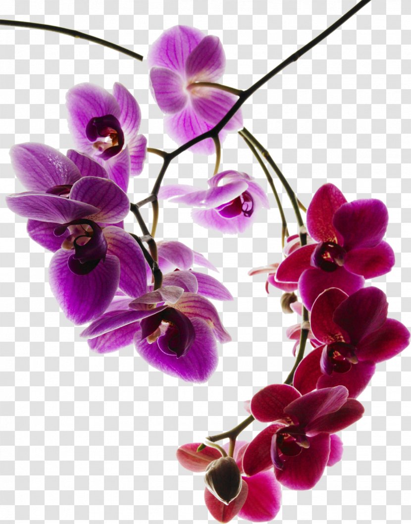 Moth Orchids Photography Flower - Purple Orchid Transparent PNG